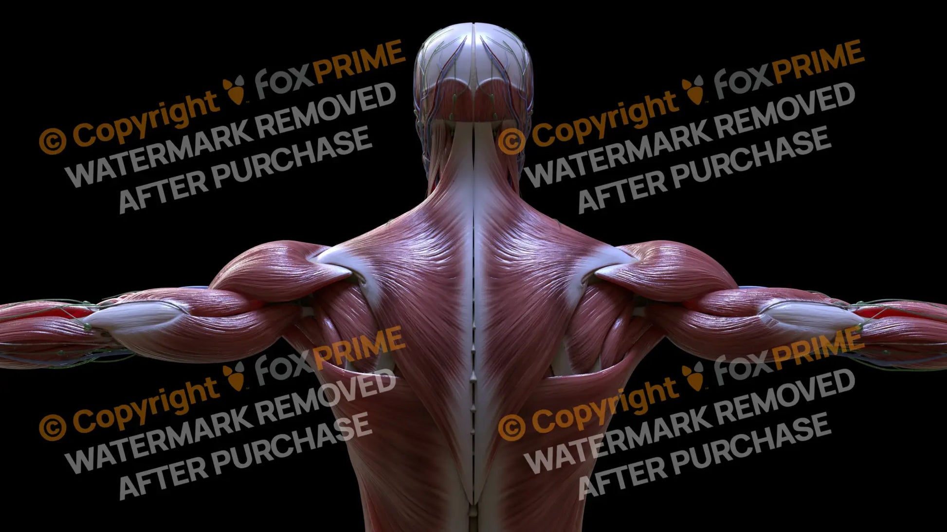 Muscular System Trapezius 2 Still Shot