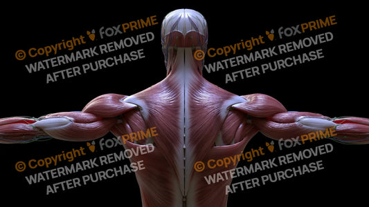 Muscular System Trapezius 2 Still Shot