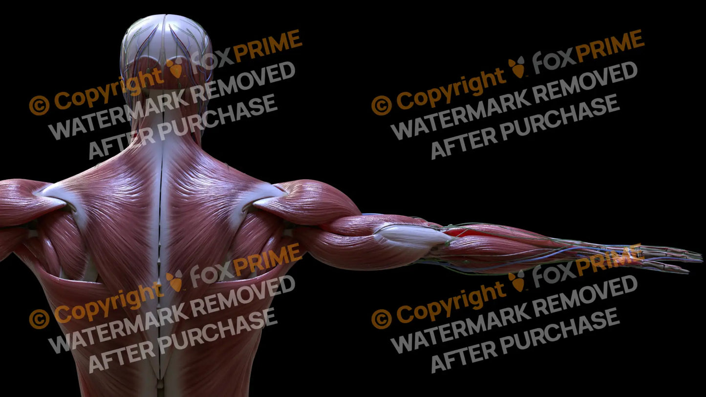 Muscular System Trapezius 3 Still Shot