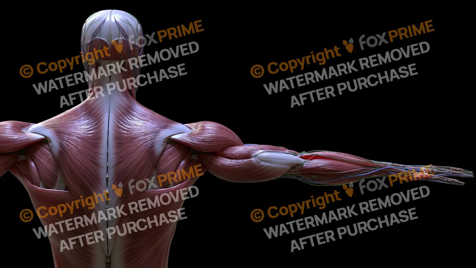 Muscular System Trapezius 3 Still Shot