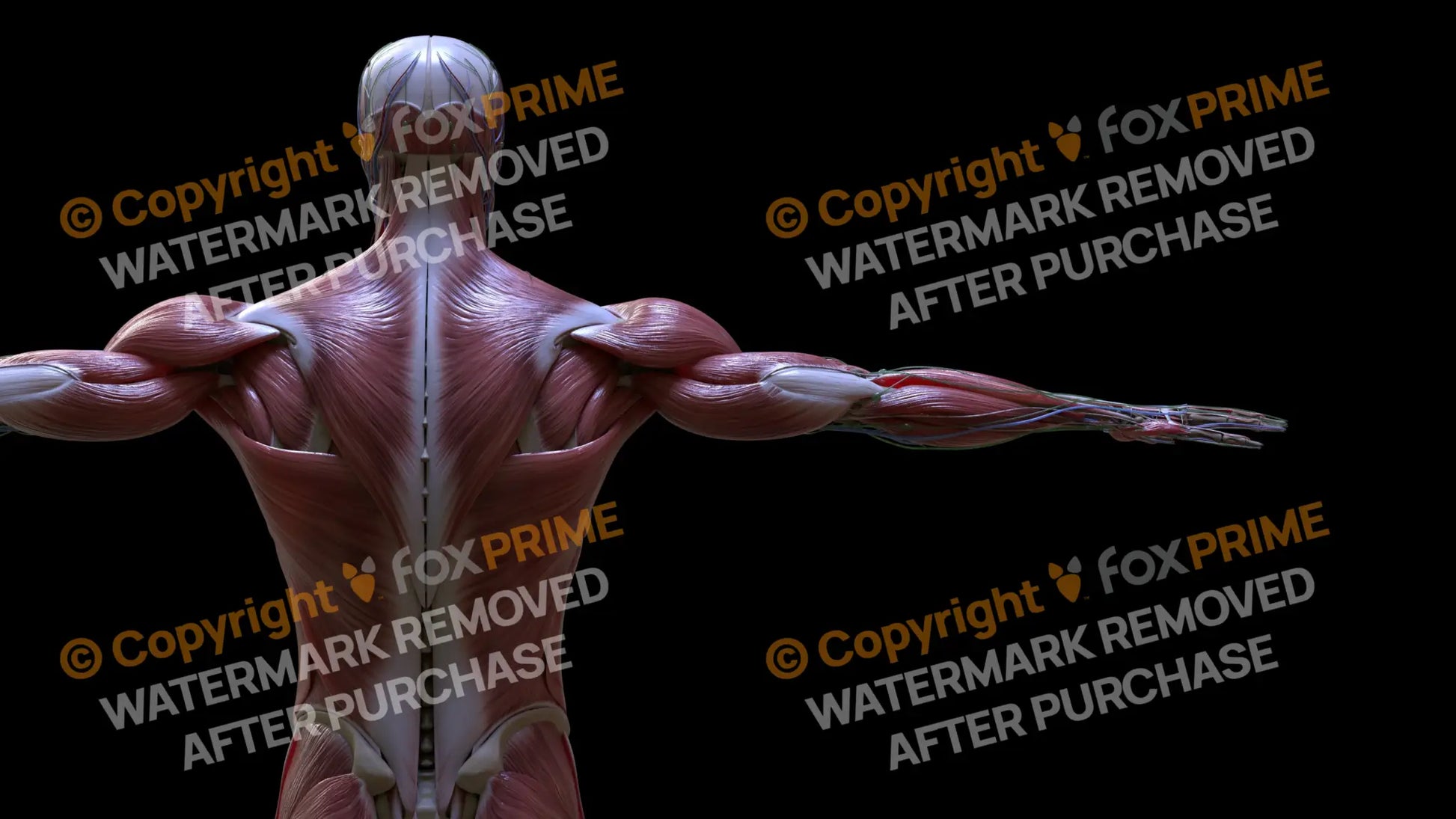 Muscular System Trapezius 4 Still Shot