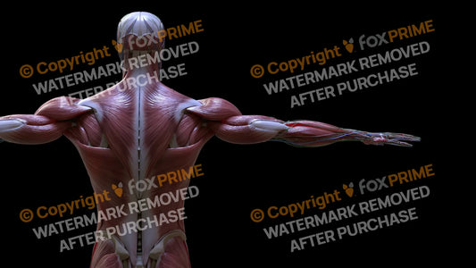 Muscular System Trapezius 4 Still Shot