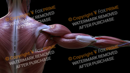 Muscular System Triceps 2 Still Shot