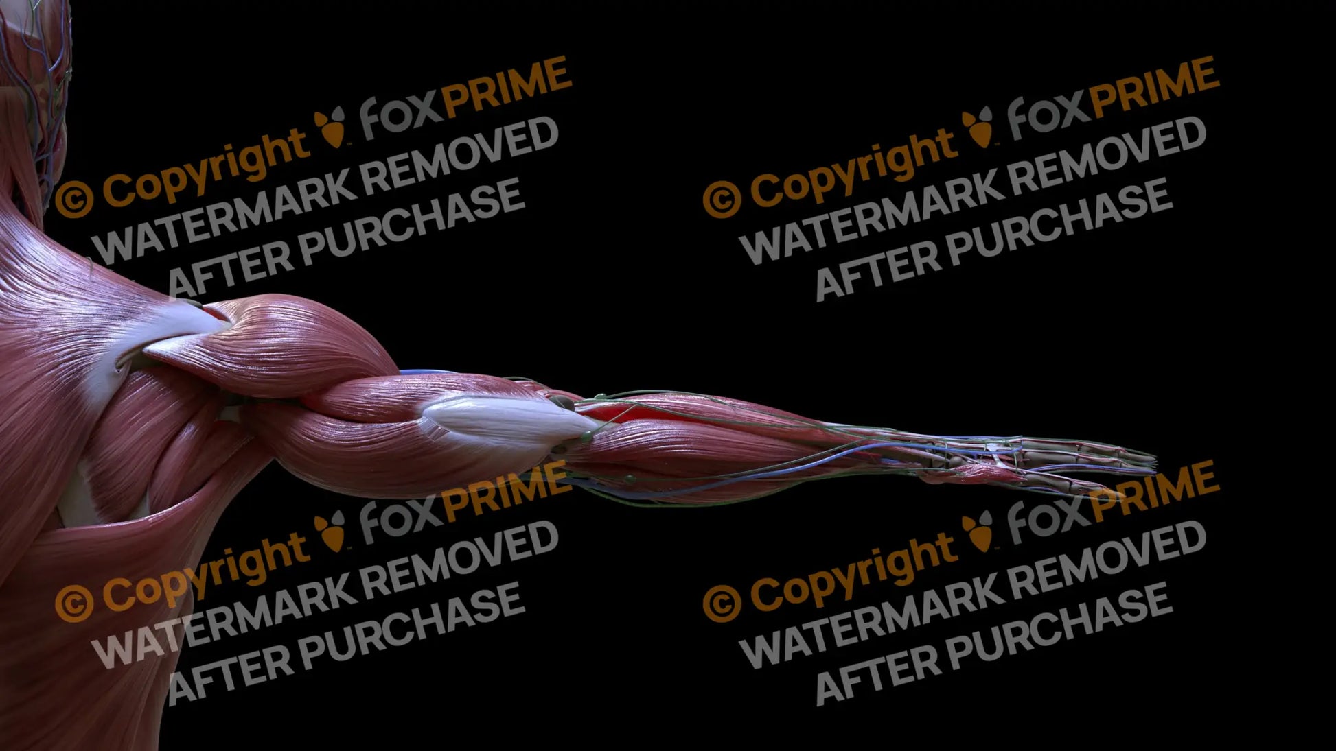 Muscular System Triceps 4 Still Shot