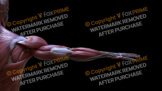 Muscular System Triceps 4 Still Shot