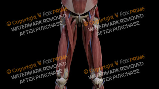 Muscular System Vastus Intermedius 1 Still Shot