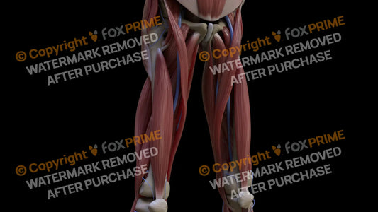 Muscular System Vastus Intermedius 2 Still Shot