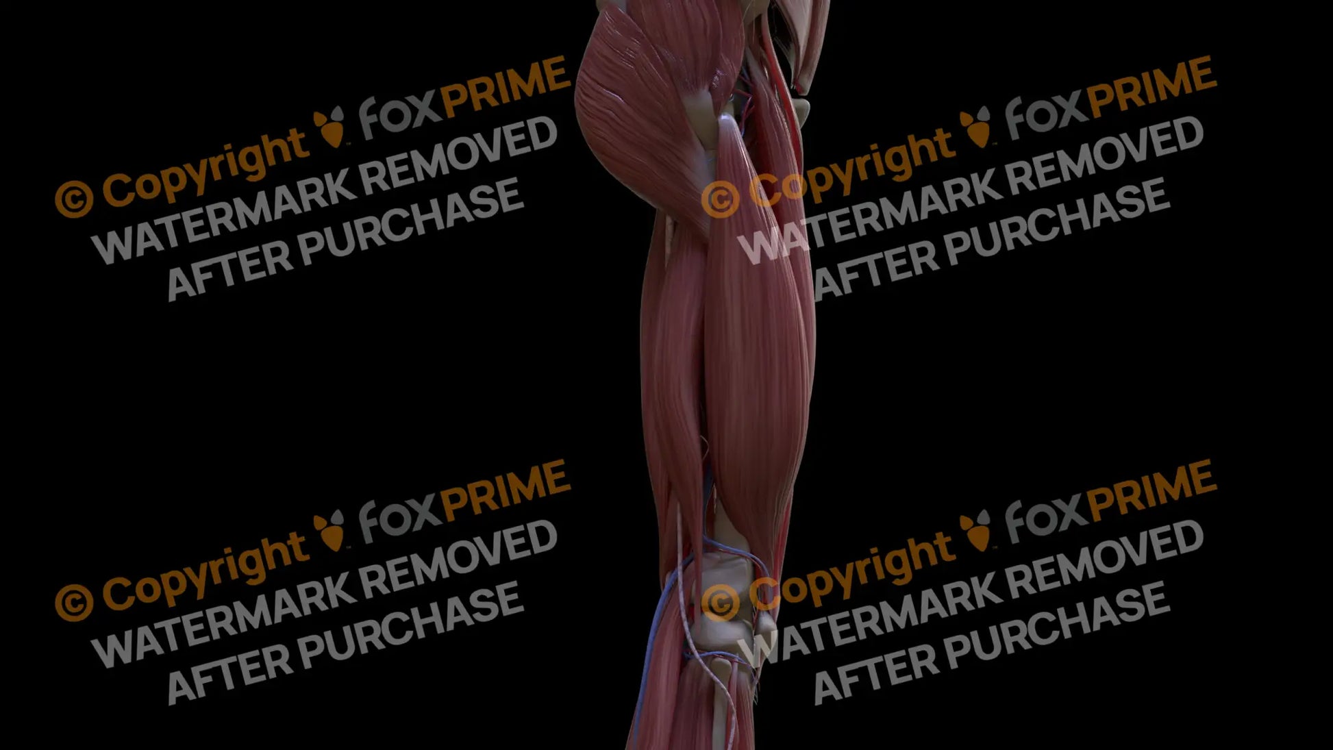Muscular System Vastus Lateralis 3 Still Shot