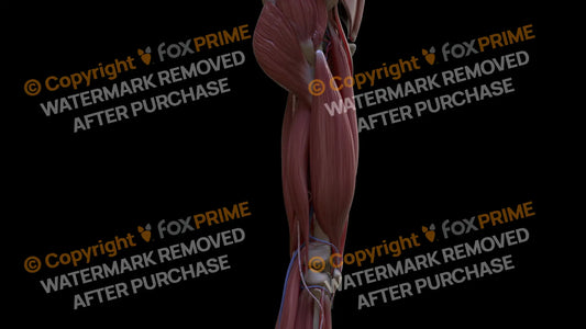 Muscular System Vastus Lateralis 3 Still Shot