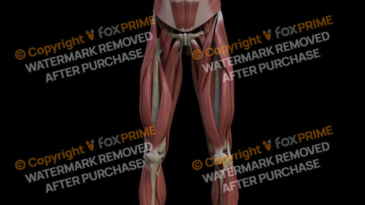 Muscular System Vastus Medialis 1 Still Shot