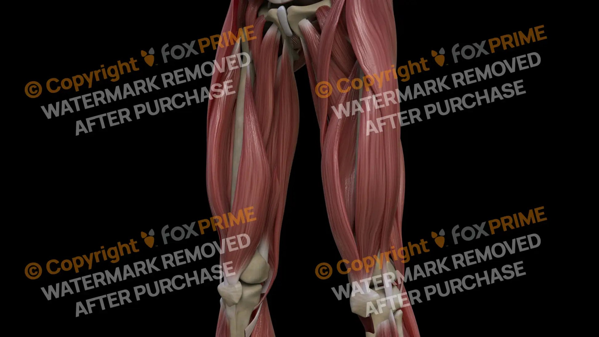 Muscular System Vastus Medialis 2 Still Shot