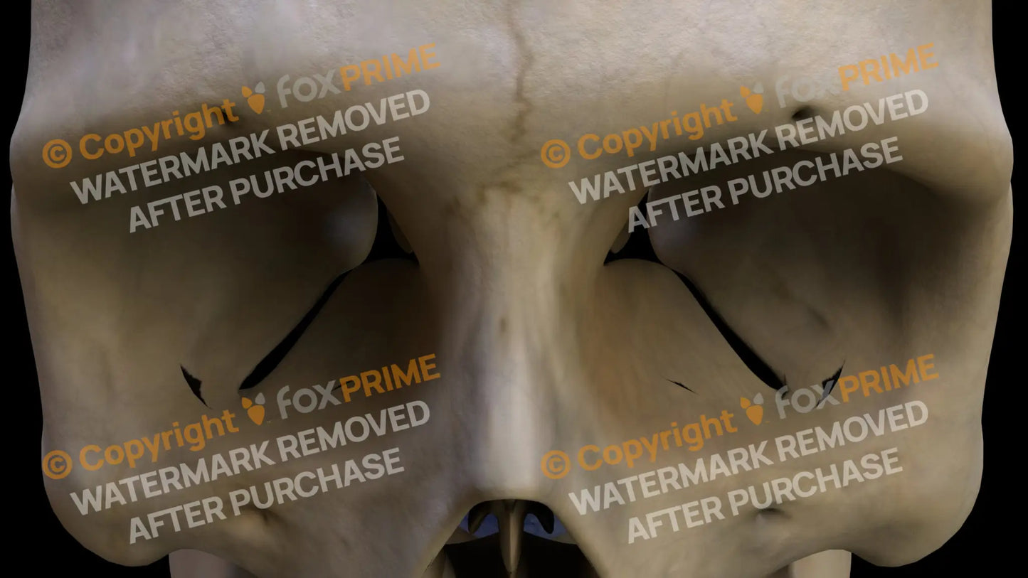 Nasal Bone 1 Still Shot