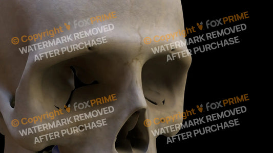 Nasal Bone 2 (Right) Still Shot