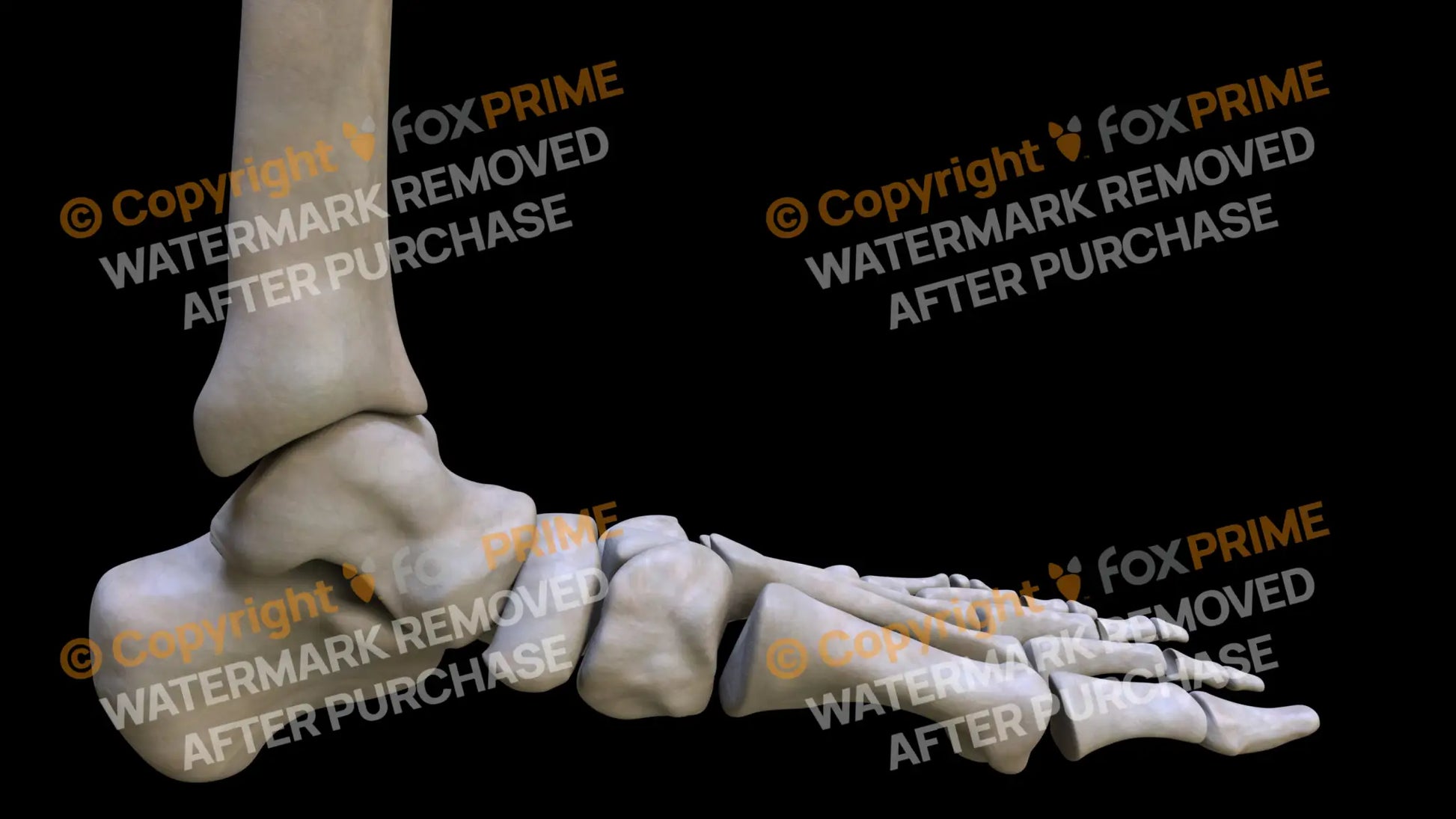 Navicular 3 (Left) Still Shot
