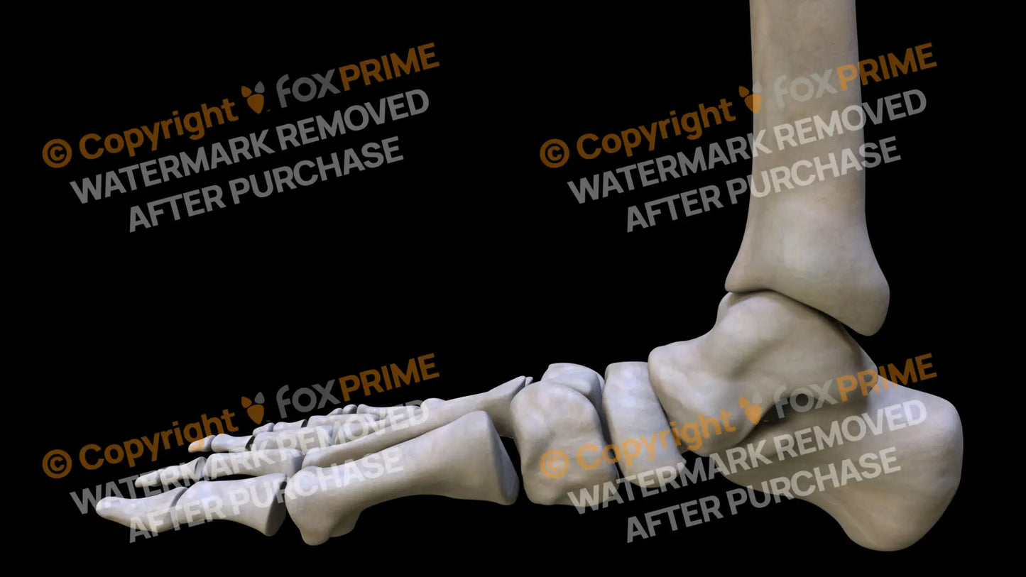 Navicular 3 (Right) Still Shot