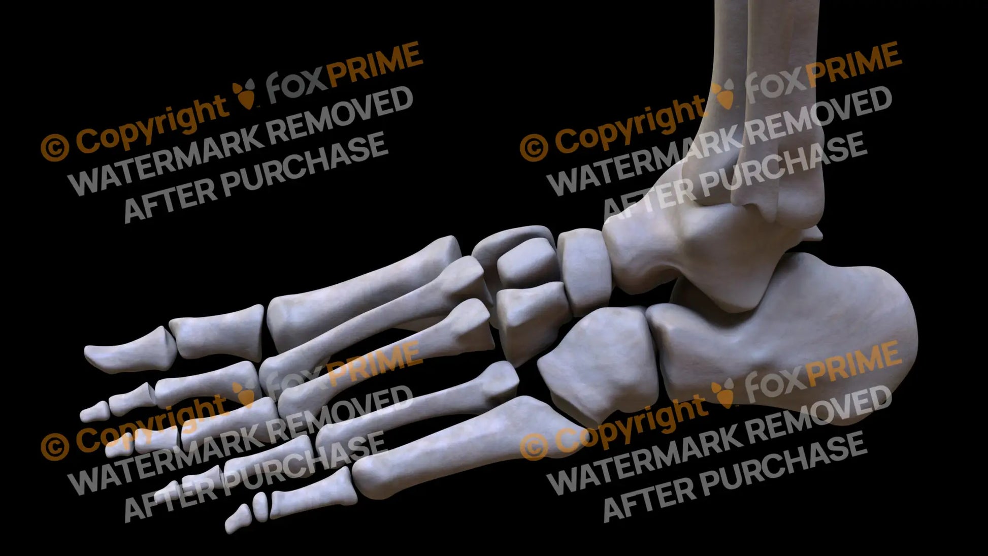 Navicular 4 (Left) Still Shot