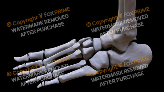 Navicular 4 (Left) Still Shot
