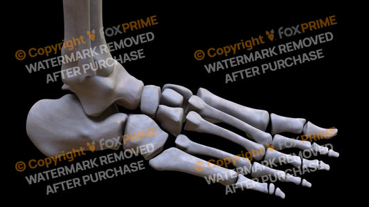Navicular 4 (Right) Still Shot