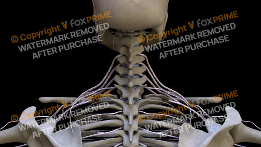Nervous System Brachial Plexus 1 Still Shot