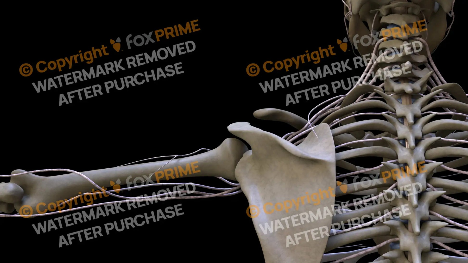 Nervous System Brachial Plexus Left 15 Still Shot
