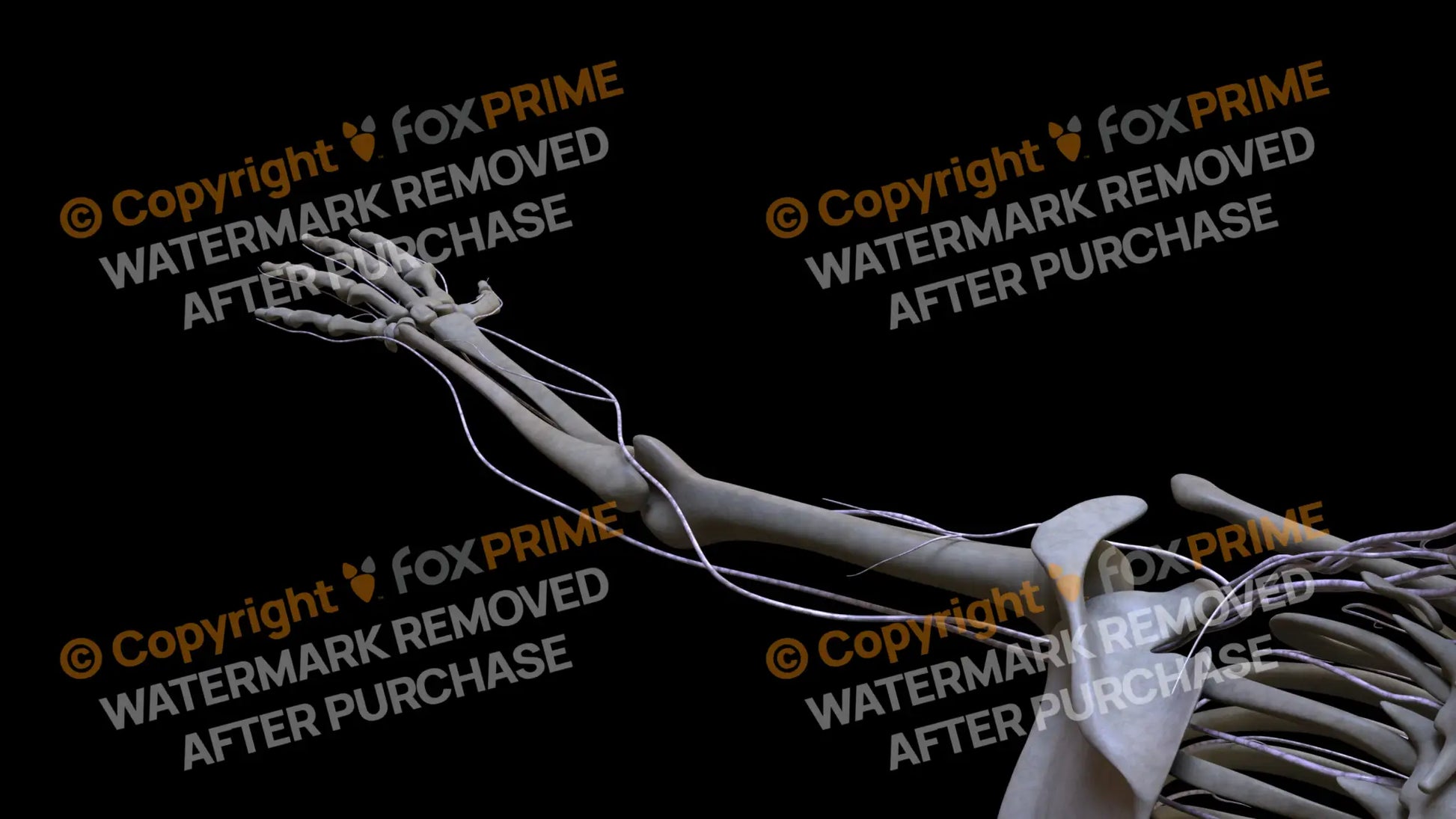 Nervous System Brachial Plexus Left 2 Still Shot