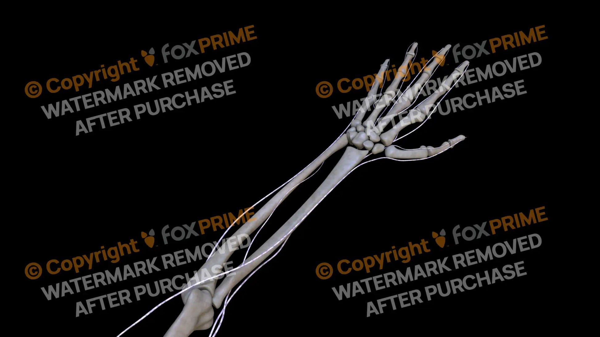 Nervous System Brachial Plexus Left 4 Still Shot