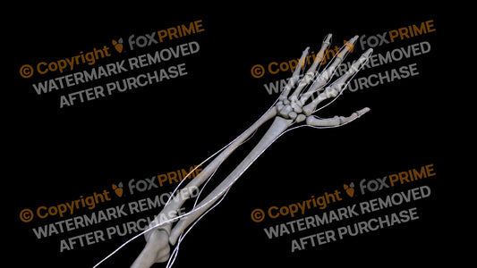 Nervous System Brachial Plexus Left 4 Still Shot