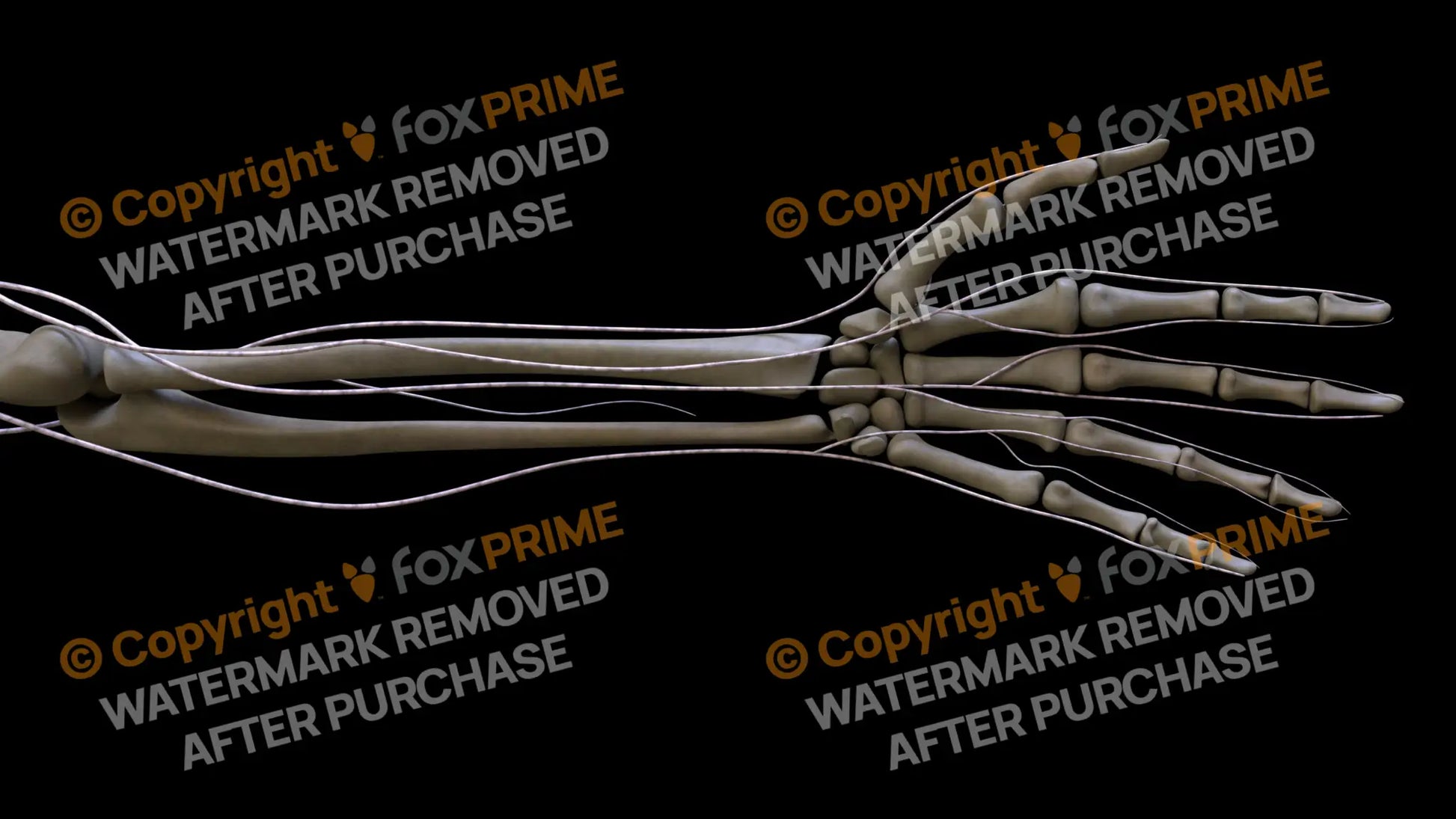 Nervous System Brachial Plexus Left 5 Still Shot