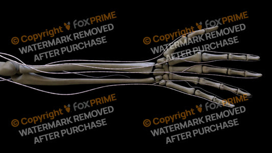 Nervous System Brachial Plexus Left 5 Still Shot