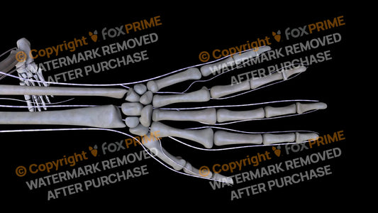 Nervous System Brachial Plexus Left 6 Still Shot
