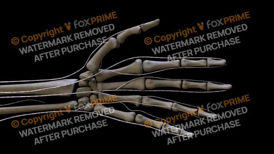 Nervous System Brachial Plexus Left 7 Still Shot