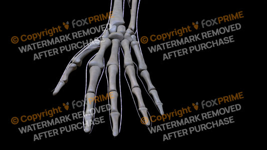 Nervous System Brachial Plexus Left 8 Still Shot
