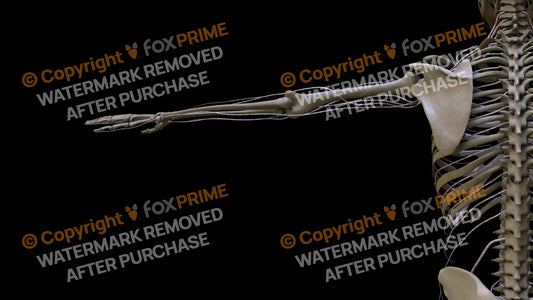 Nervous System Brachial Plexus Left 9 Still Shot