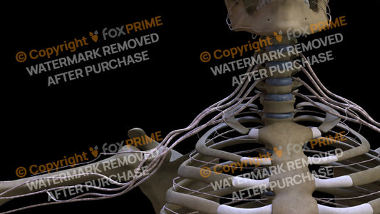 Nervous System Brachial Plexus Right 1 Still Shot