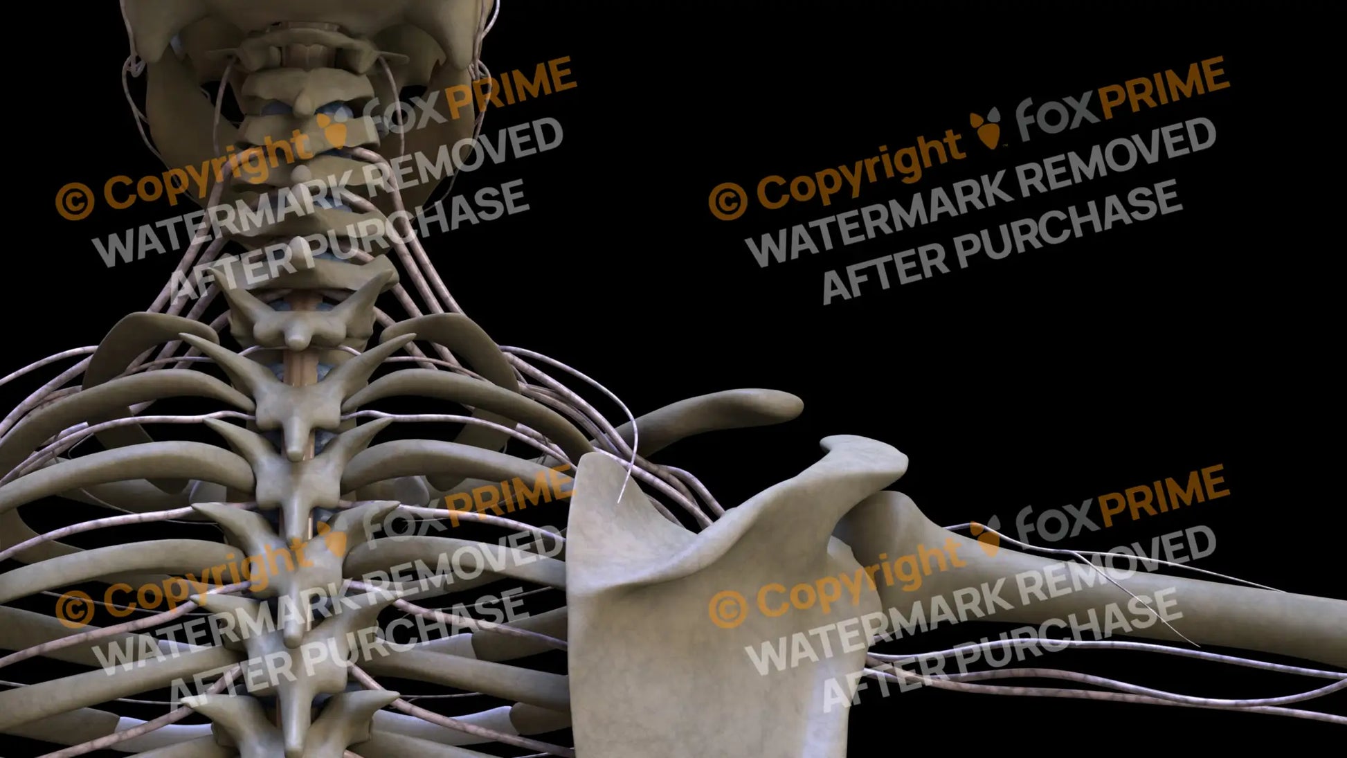 Nervous System Brachial Plexus Right 11 Still Shot