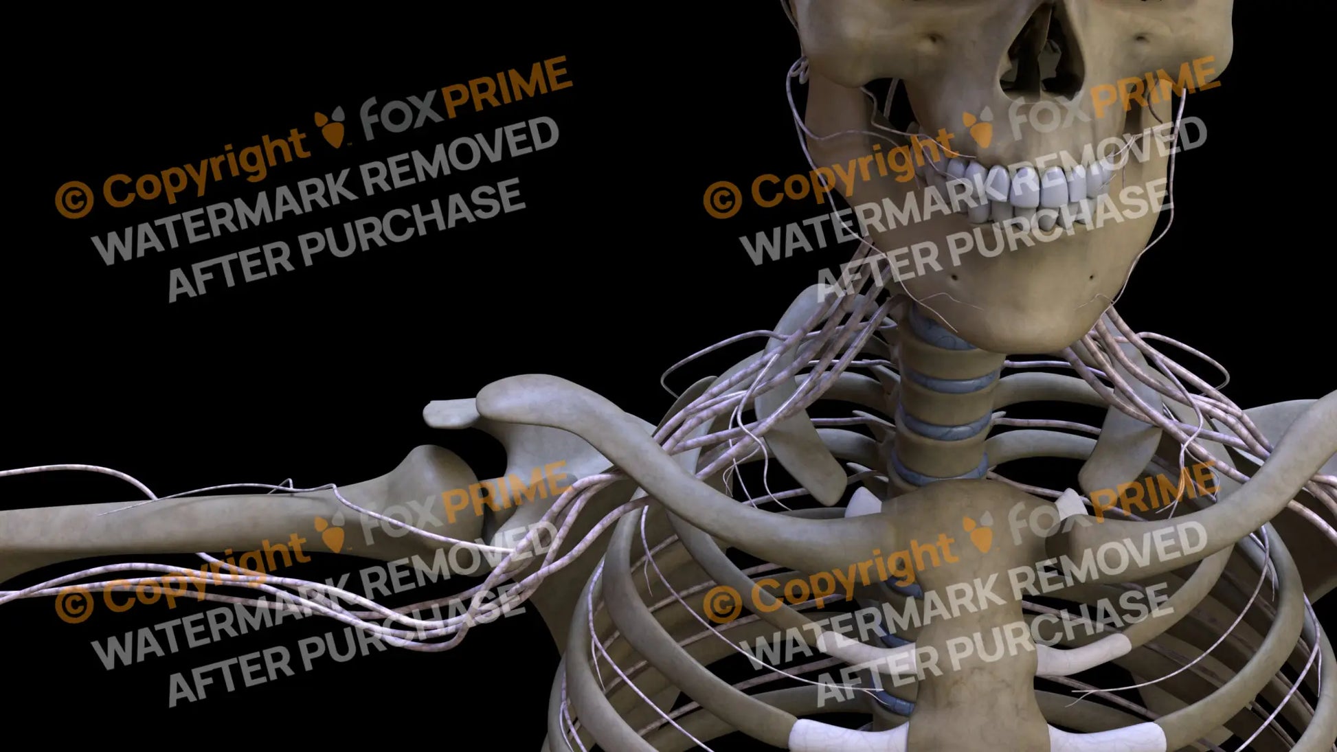 Nervous System Brachial Plexus Right 12 Still Shot