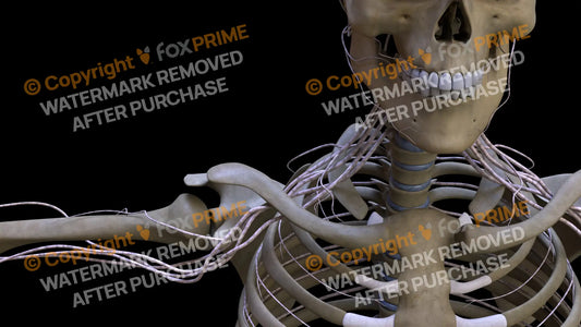 Nervous System Brachial Plexus Right 12 Still Shot