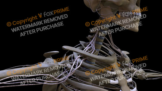 Nervous System Brachial Plexus Right 13 Still Shot