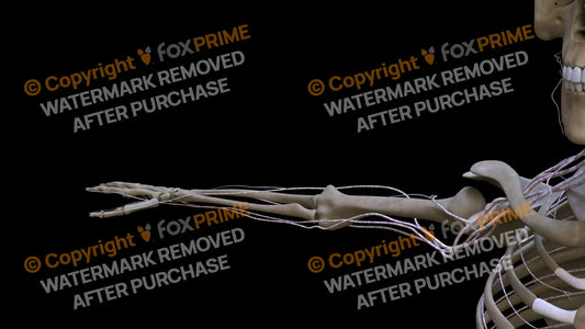 Nervous System Brachial Plexus Right 16 Still Shot