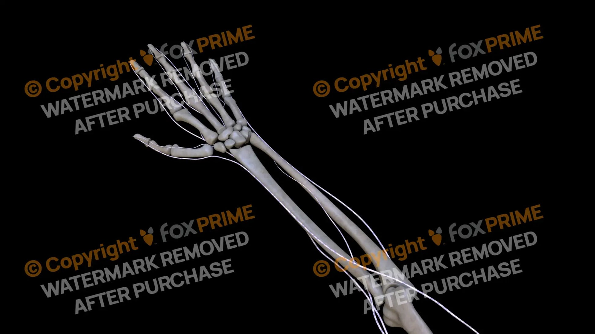 Nervous System Brachial Plexus Right 4 Still Shot