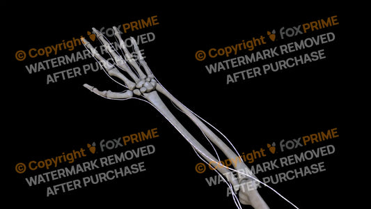 Nervous System Brachial Plexus Right 4 Still Shot