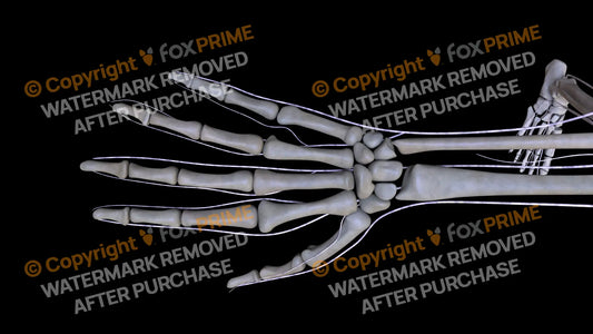 Nervous System Brachial Plexus Right 6 Still Shot