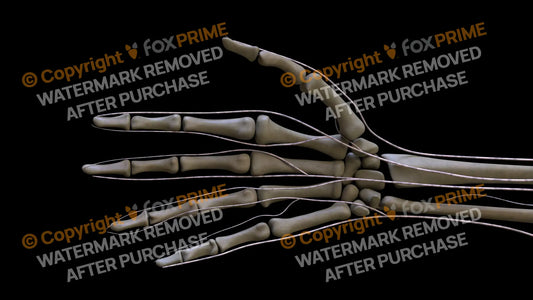 Nervous System Brachial Plexus Right 7 Still Shot
