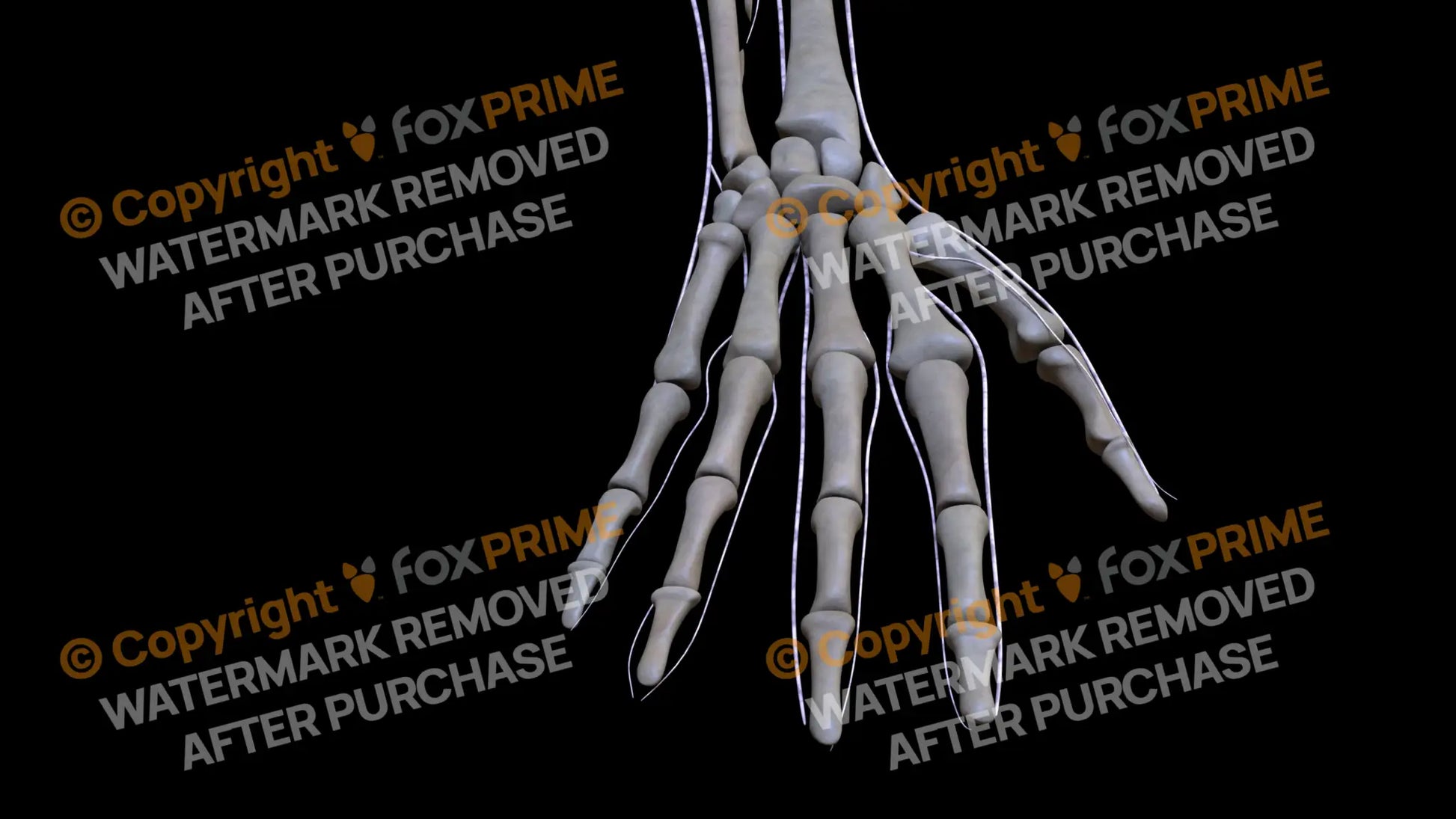 Nervous System Brachial Plexus Right 8 Still Shot