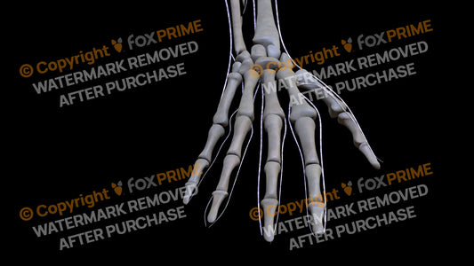 Nervous System Brachial Plexus Right 8 Still Shot