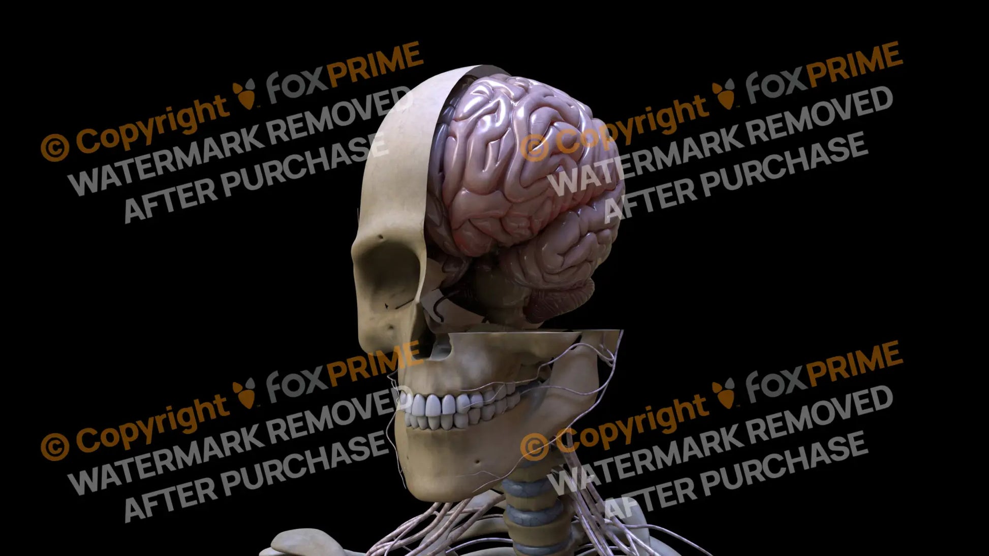 Nervous System Brain Left 4 Still Shot