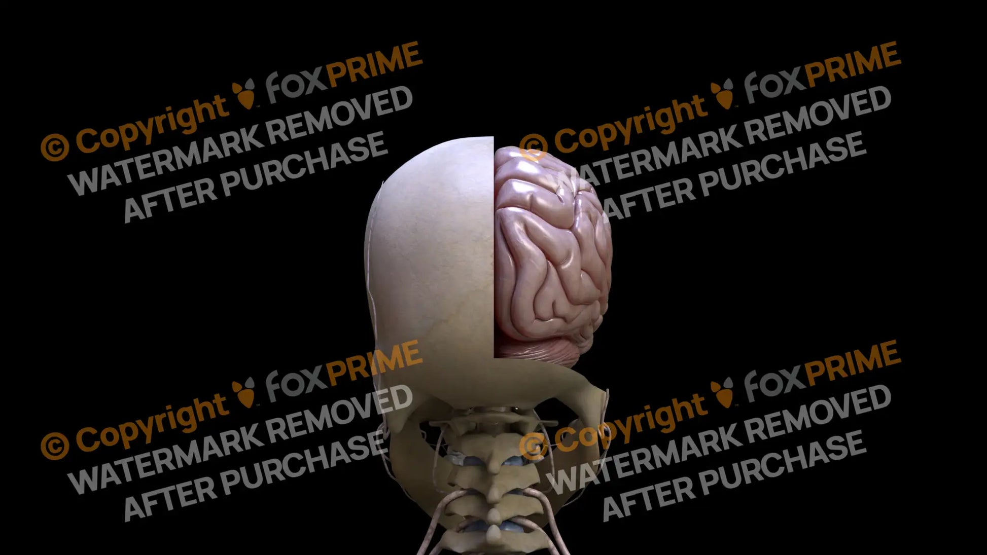 Nervous System Brain Right 2 Still Shot