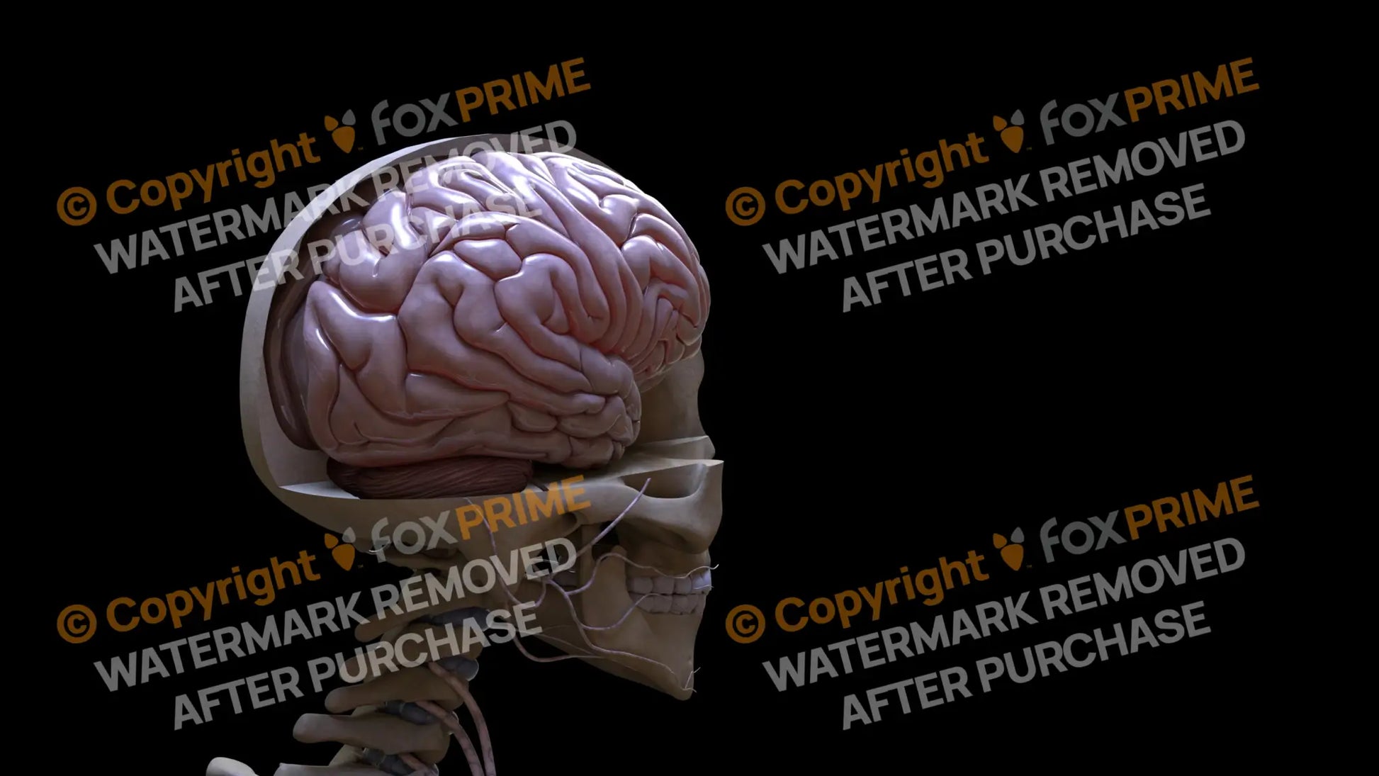 Nervous System Brain Right 3 Still Shot