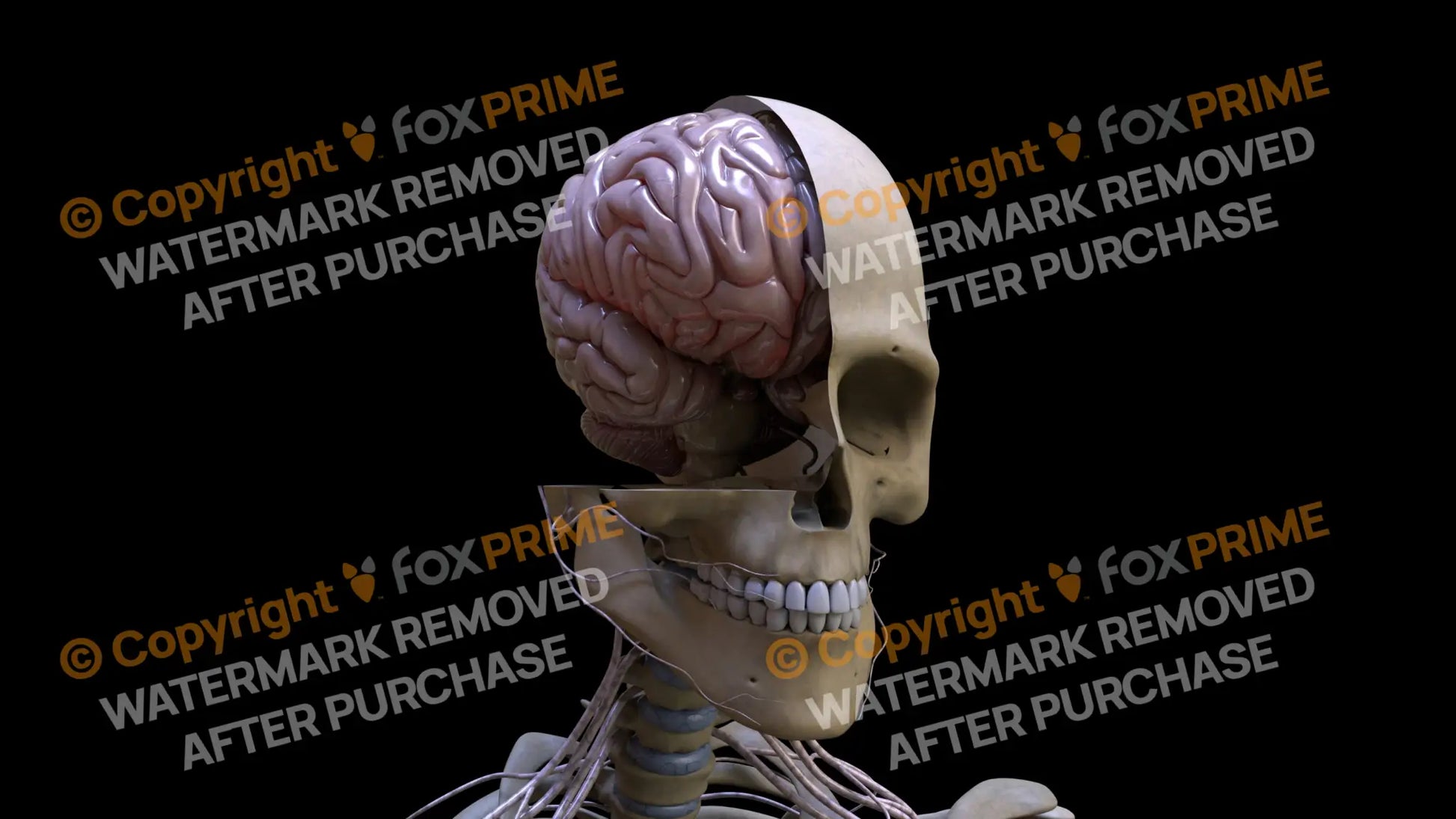 Nervous System Brain Right 5 Still Shot