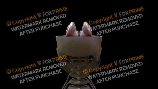 Nervous System Brain Stem 3 Still Shot